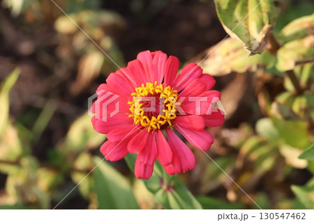 夏の庭に咲く鮮やかなヒャクニチソウの花 夏の庭に咲く鮮やかなヒャクニチソウの花 130547462