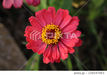 夏の庭に咲く鮮やかなヒャクニチソウの花 夏の庭に咲く鮮やかなヒャクニチソウの花 130547463