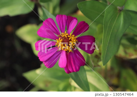 夏の庭に咲く鮮やかなヒャクニチソウの花 130547464
