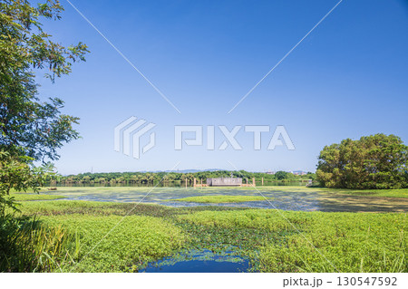 水草に覆われた淀川の水辺　大阪府守口市 130547592