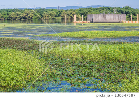水草に覆われた淀川の水辺 大阪府守口市 水草に覆われた淀川の水辺 大阪府守口市 130547597