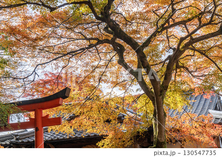 出石城の有子山稲荷神社の紅葉 130547735