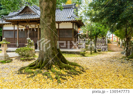 出石城諸杉神社の銀杏の黄葉 出石城諸杉神社の銀杏の黄葉 130547773