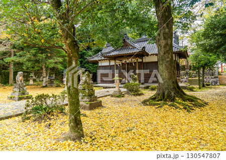 出石城諸杉神社の銀杏の黄葉 出石城諸杉神社の銀杏の黄葉 130547807