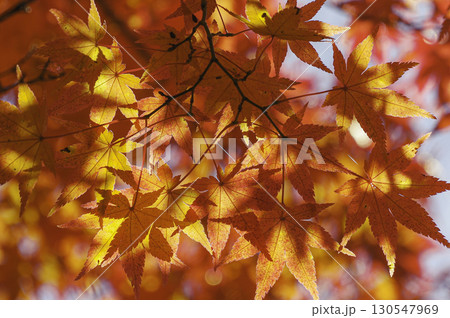 鮮やかな赤色に染まる秋の紅葉の風景 鮮やかな赤色に染まる秋の紅葉の風景 130547969