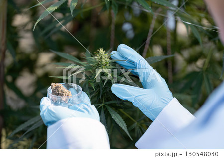 Close-up of an agricultural scientist comparing cannabis samples with plants in a greenhouse, focusing on research and analysis. 130548030