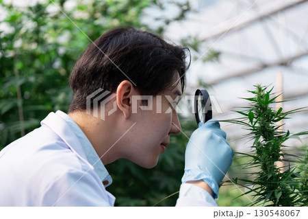 Asian male agricultural scientist closely examining cannabis plants with a magnifying glass in a greenhouse, focusing on research and detail. Asian male agricultural scientist closely examining cannabis plants with a magnifying glass in a greenhouse, focusing on research and detail. 130548067