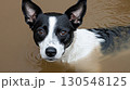 Black and white mixed breed dog swimming in muddy puddle outdoors 130548125