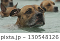 Boxer dog swimming in pool with wet hair and sad expressive eyes 130548126