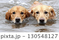 Two Golden Retriever dogs swimming in water with focus on their eyes 130548127
