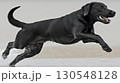Black Labrador Retriever running through shallow water on the beach 130548128