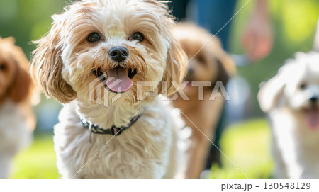 Adorable mixed breed dog sitting in the park with blurred background, shallow depth of field, and natural light 130548129
