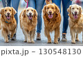 Group of Golden Retriever dogs walking together in a sunny park 130548130