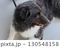 テラスでくつろぐ犬（シェルティーの男の子） 130548158