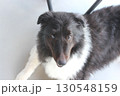テラスでくつろぐ犬（シェルティーの男の子） 130548159