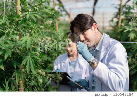 Inspecting cannabis plants with magnifying glass and clipboard in a greenhouse. Inspecting cannabis plants with magnifying glass and clipboard in a greenhouse. 130548184