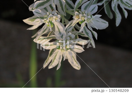 夏の庭に咲く緑色に白い縁取りのある葉と小さな白い花が特徴のハツユキソウ 130548209