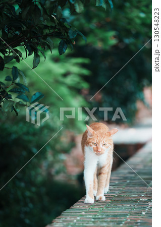 動物 動物学 かわいい 130548223