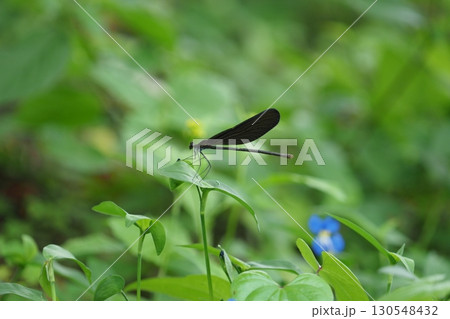 ハグロトンボとつゆくさ 130548432