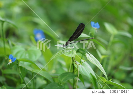 ハグロトンボの雌とツユクサの花 ハグロトンボの雌とツユクサの花 130548434