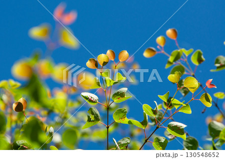 青い空に浮かぶカツラの若葉 130548652