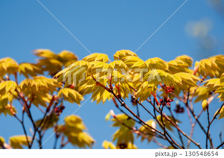青空に浮かぶモミジの若葉 130548654