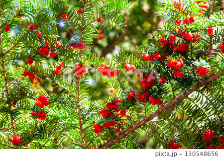 赤く染まるイチイの実 赤く染まるイチイの実 130548656