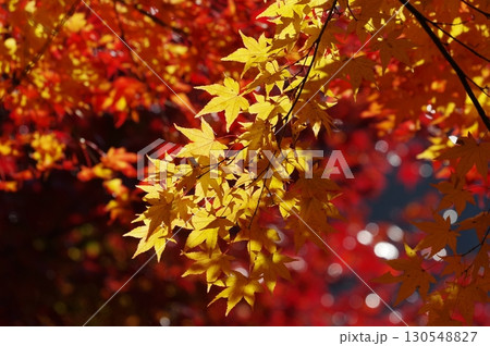 光に照らされる赤とオレンジの紅葉の枝 光に照らされる赤とオレンジの紅葉の枝 130548827