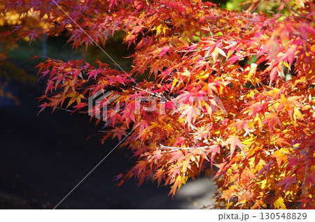 光に照らされる赤とオレンジの紅葉の枝 130548829