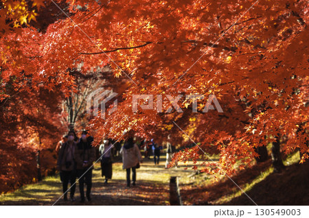 長野県もみじ湖の紅葉並木と観光客の風景 長野県もみじ湖の紅葉並木と観光客の風景 130549003