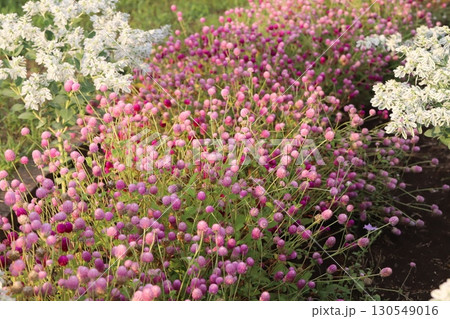 夏の庭に咲く千日紅のピンク色の花と白いハツユキソウの花 夏の庭に咲く千日紅のピンク色の花と白いハツユキソウの花 130549016