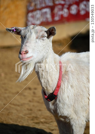 Beautiful goats on the farm. Concept for animals and agriculture. Beautiful goats on the farm. Concept for animals and agriculture. 130549033