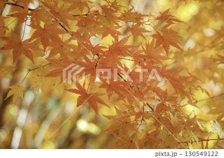 長野県もみじ湖の色鮮やかな紅葉風景 長野県もみじ湖の色鮮やかな紅葉風景 130549122