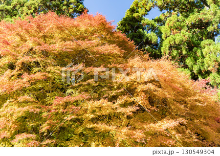 青玉神社の紅葉した楓 青玉神社の紅葉した楓 130549304