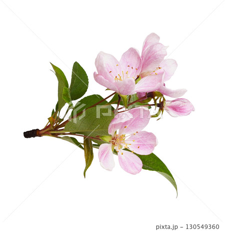 Closeup of pink flowers, buds and green leaves of Malus floribunda (profusely flowering apple) isolated on white background 130549360