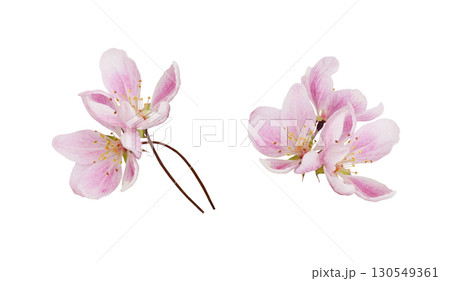 Set of pink flowers of Malus floribunda (profusely flowering apple) isolated on white background Set of pink flowers of Malus floribunda (profusely flowering apple) isolated on white background 130549361
