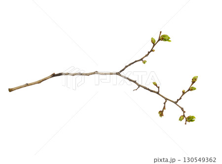 Closeup of first spring shoots on a empty branch isolated on white background 130549362