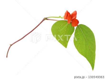 Green leves ane red flowers of decorative haricot bean (Phaseolus) isolated on white background 130549363