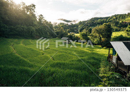 Rice fields in the morning in Asia, agriculture, sustainability 130549375