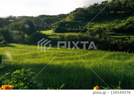 Rice fields in the morning in Asia, agriculture, sustainability 130549376