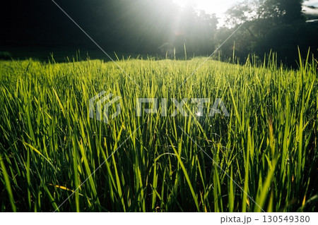 Rice fields in the morning in Asia, agriculture, sustainability 130549380