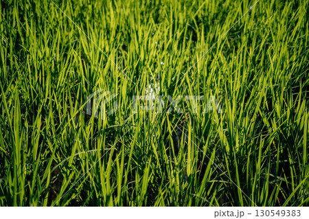 Rice fields in the morning in Asia, agriculture, sustainability 130549383