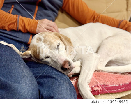 膝枕をして寝る犬 130549485