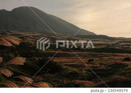 黄昏の草原阿蘇山麓 130549574