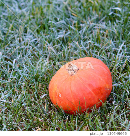 Frosty autumn morning with a pumpkin lying in the grass. 130549666