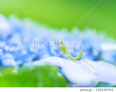 水色のあじさいの花の上に一匹の小さなカマキリ 130549704