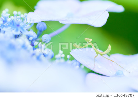 水色のあじさいの花の上に一匹の小さなカマキリカメラ目線 水色のあじさいの花の上に一匹の小さなカマキリカメラ目線 130549707