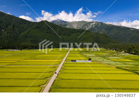 収穫間近　飯森地区の黄金色の水田　長野県白馬村（ドローンによる空撮） 130549837