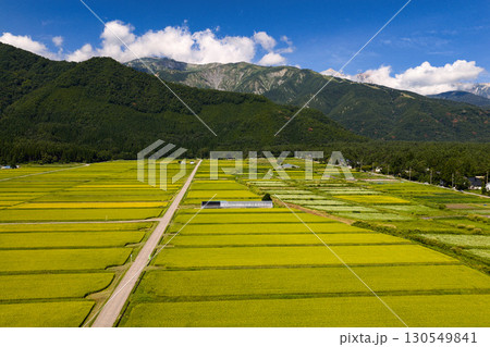 飯森地区の黄金色の水田と満開の蕎麦の花 長野県白馬村(ドローンによる空撮) 飯森地区の黄金色の水田と満開の蕎麦の花 長野県白馬村(ドローンによる空撮) 130549841