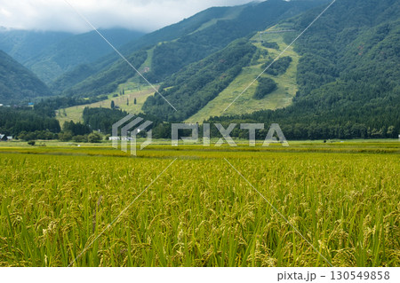 収穫間近 飯森地区の黄金色の水田 長野県白馬村 収穫間近 飯森地区の黄金色の水田 長野県白馬村 130549858